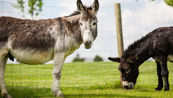 reitferien in baden württemberg für kids & teens