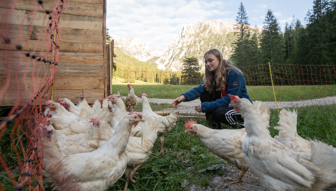alm camp in den bergen